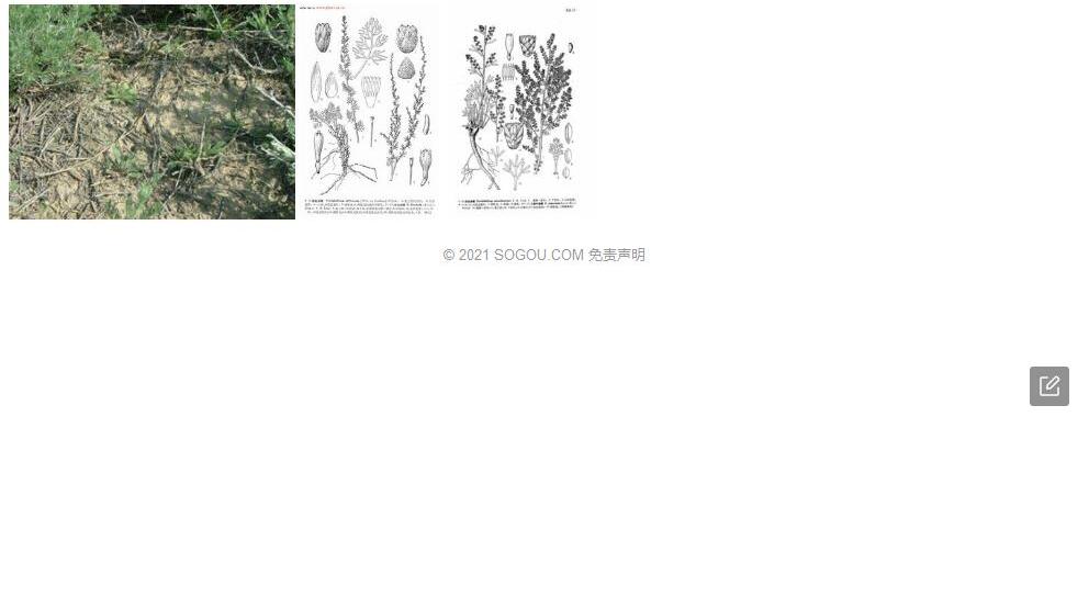 民勤绢蒿照片和图片/