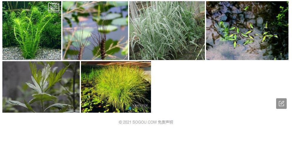 水冠草照片和图片/