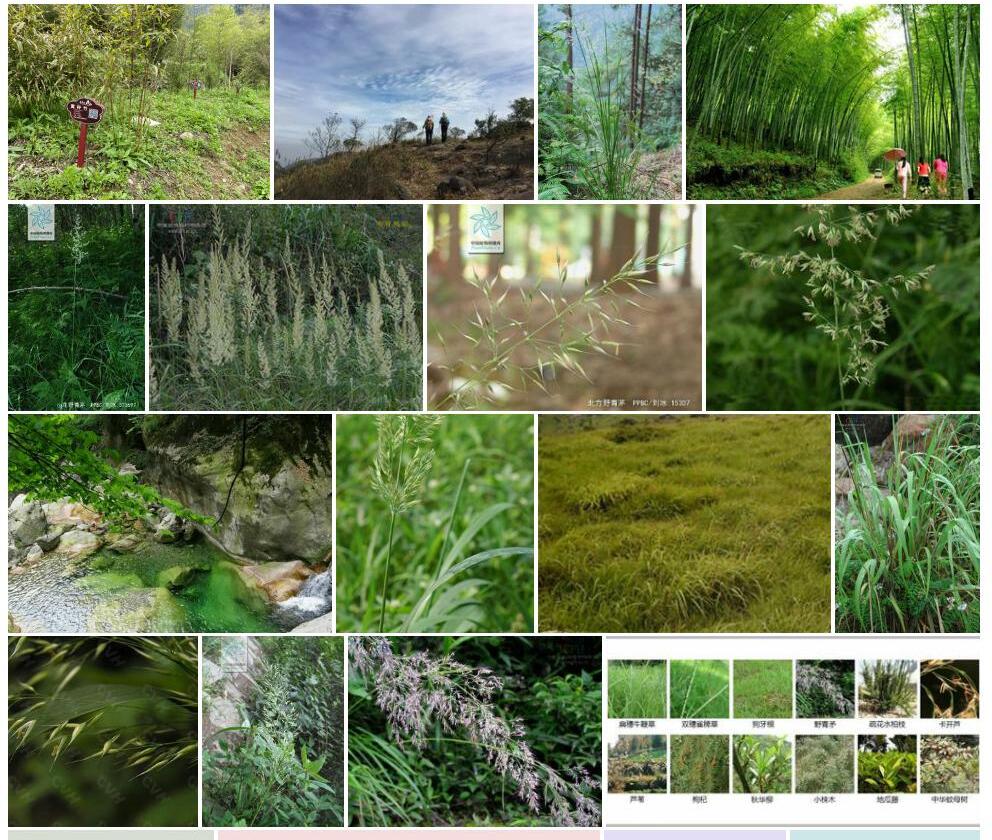 水山野青茅照片和图片/