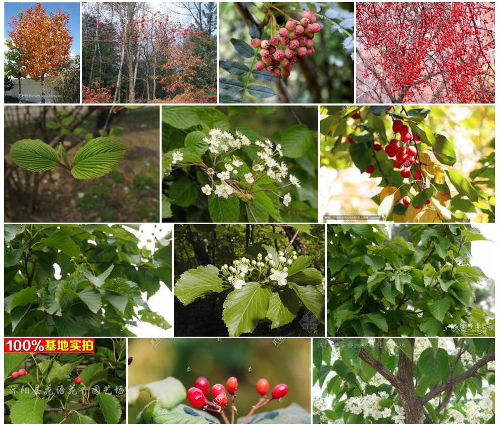 水榆花楸照片和图片/