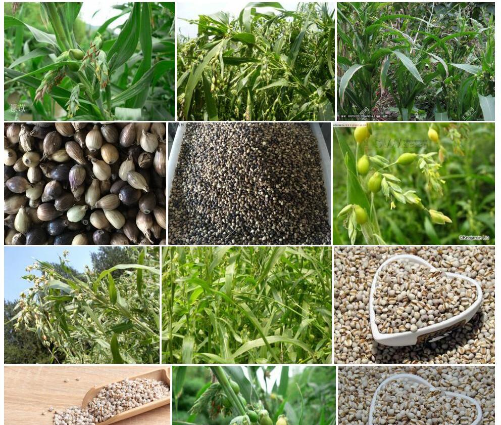 水生薏苡照片和图片/
