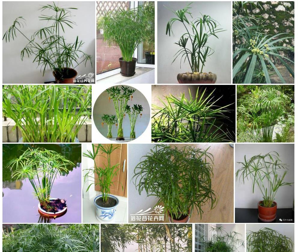 水竹照片和图片/