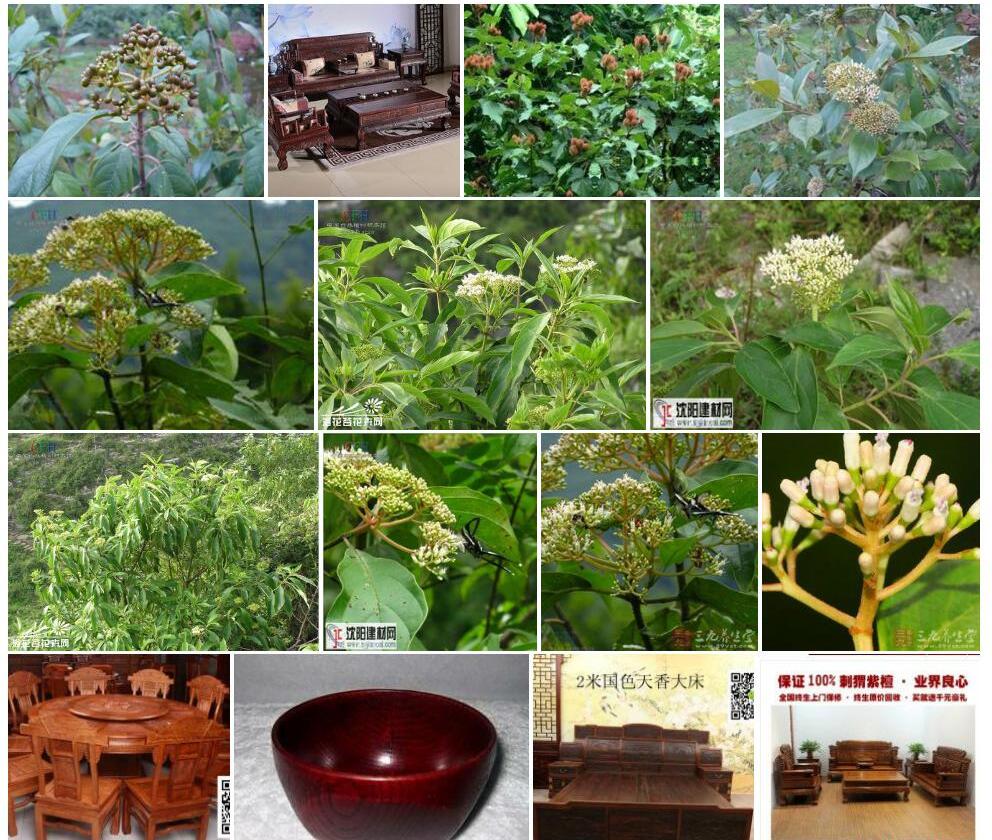 水红木照片和图片/