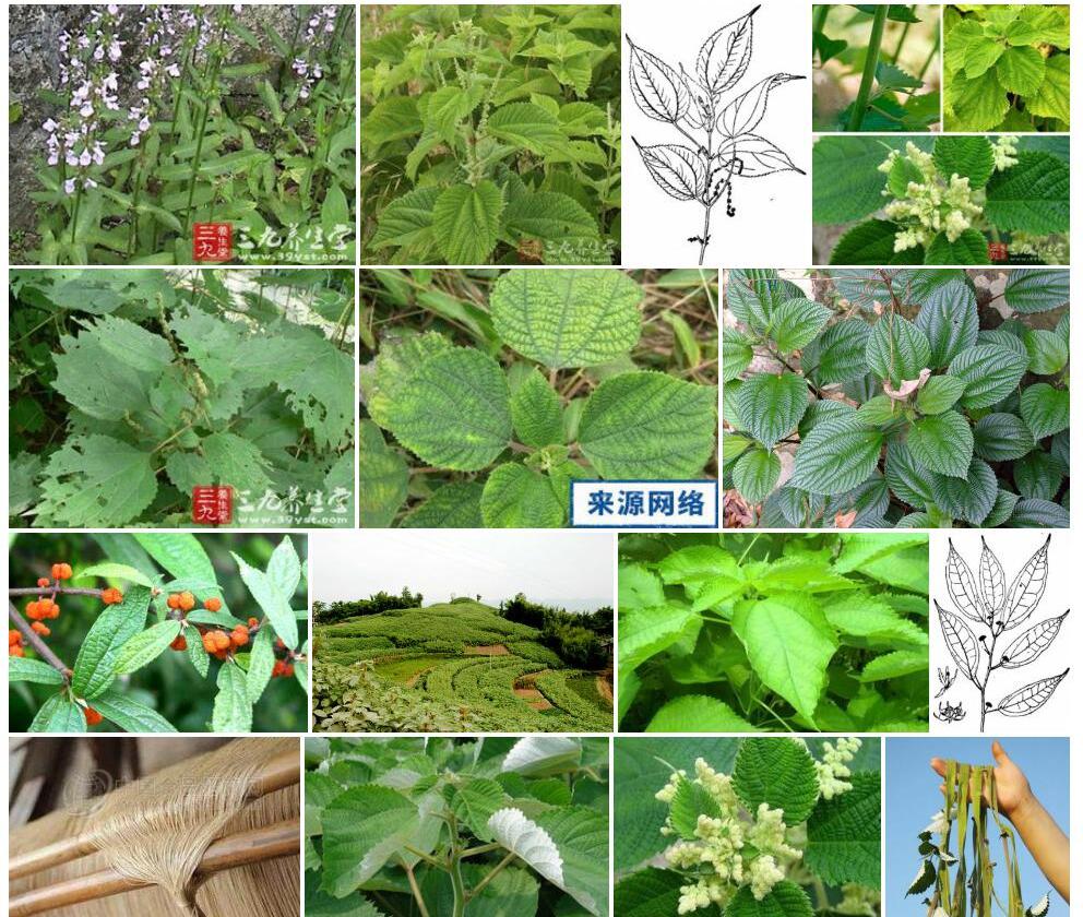 水苎麻照片和图片/