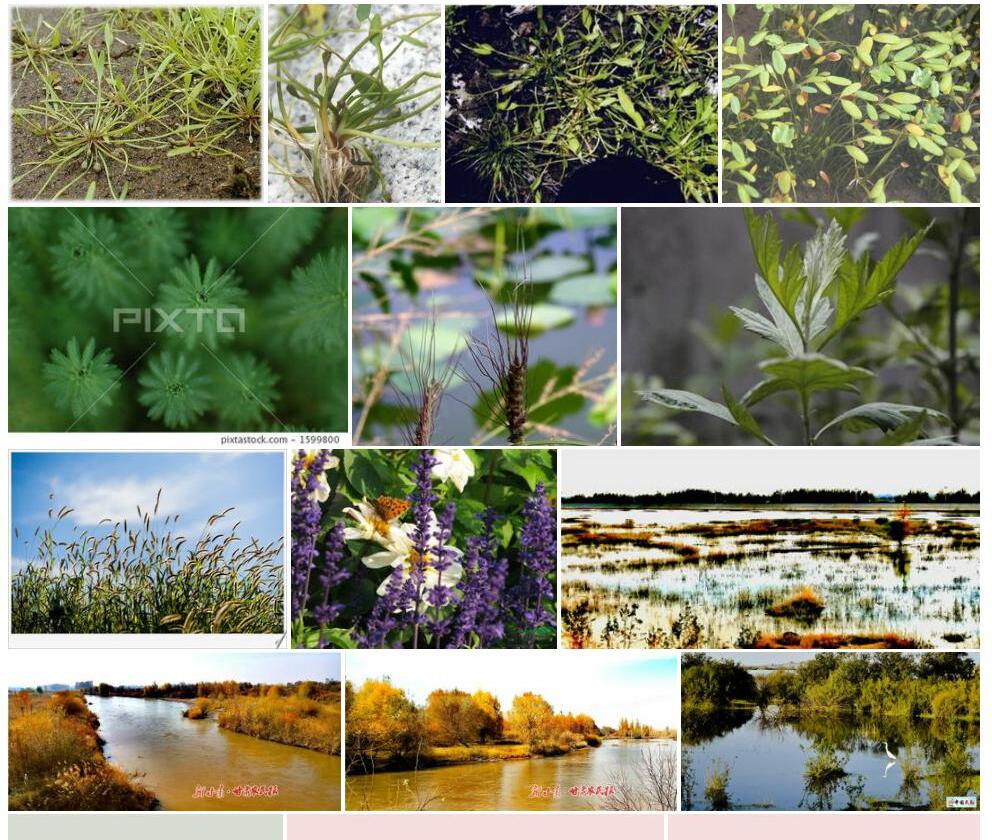 水茫草照片和图片/
