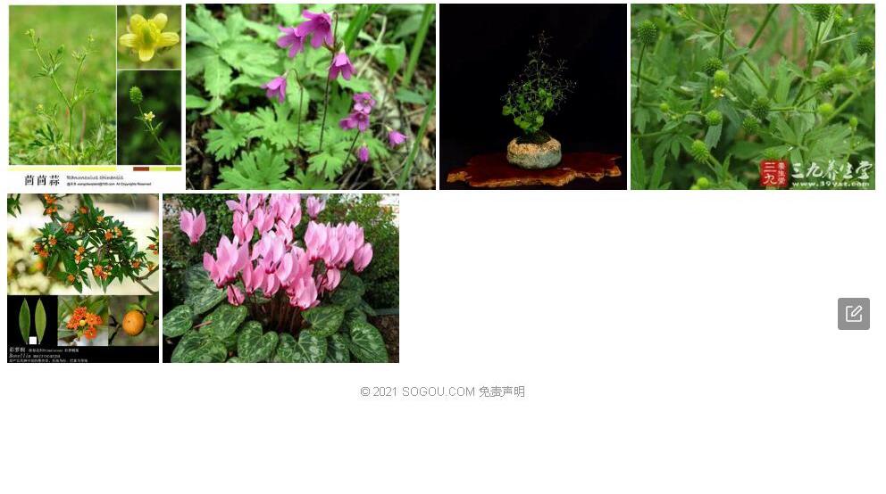 水茴草照片和图片/