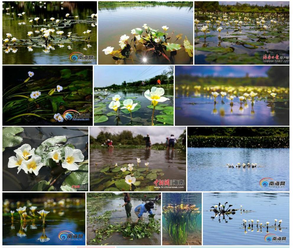 水菜花照片和图片/