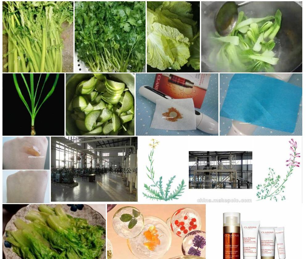 水蒜芥照片和图片/