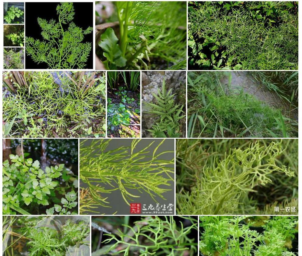 水蕨照片和图片/