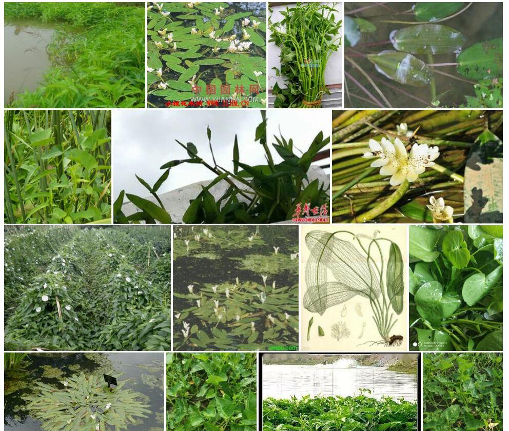 水蕹照片和图片/
