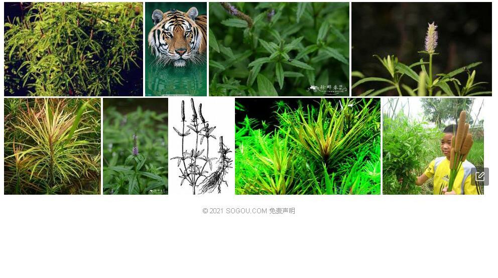 水虎尾照片和图片/