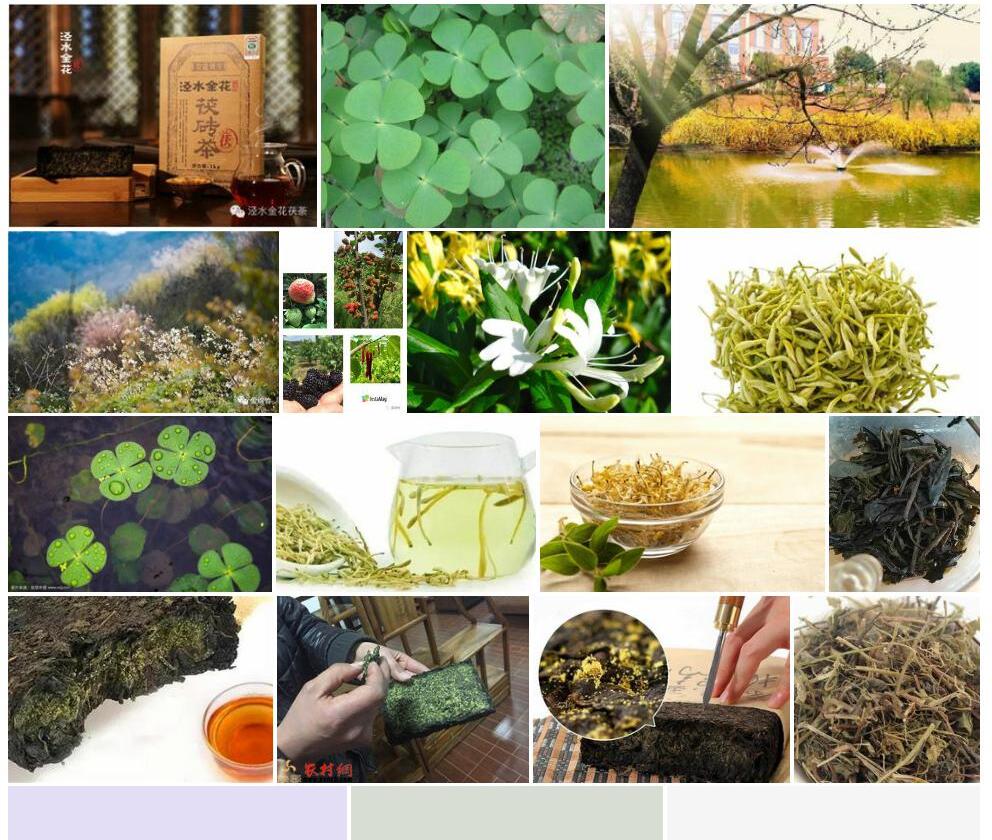 水金花照片和图片/