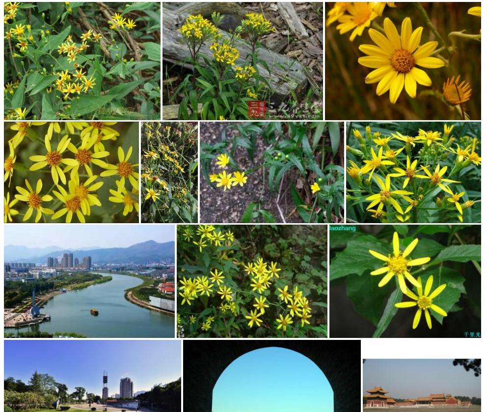 永宁千里光照片和图片/