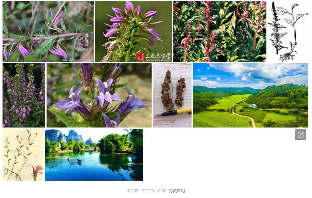 江南山梗菜照片和图片/