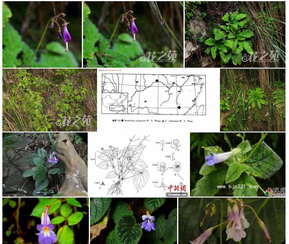 江西全唇苣苔照片和图片/