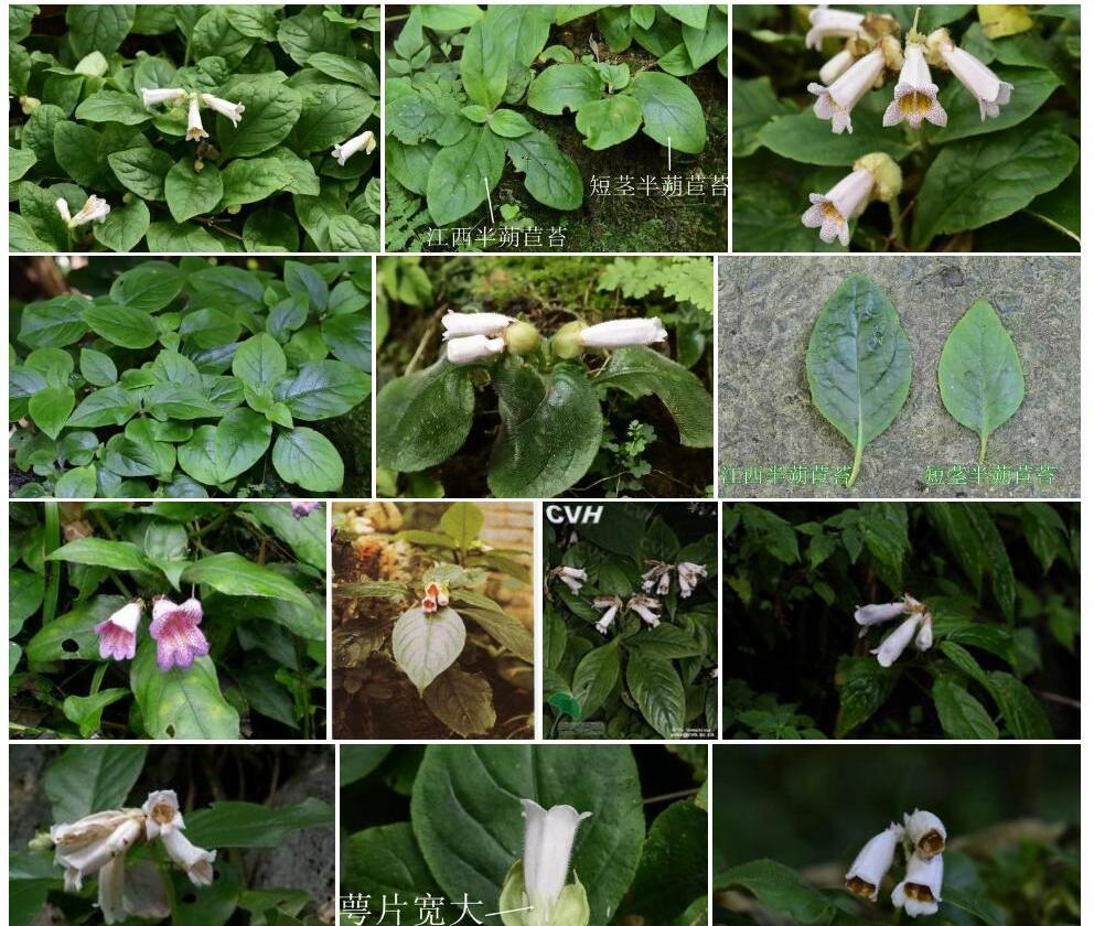 江西半蒴苣苔照片和图片/
