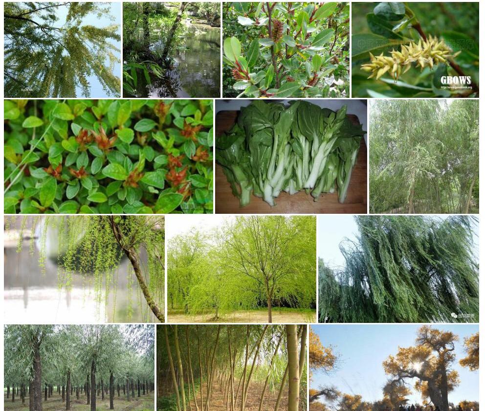 江达柳照片和图片/