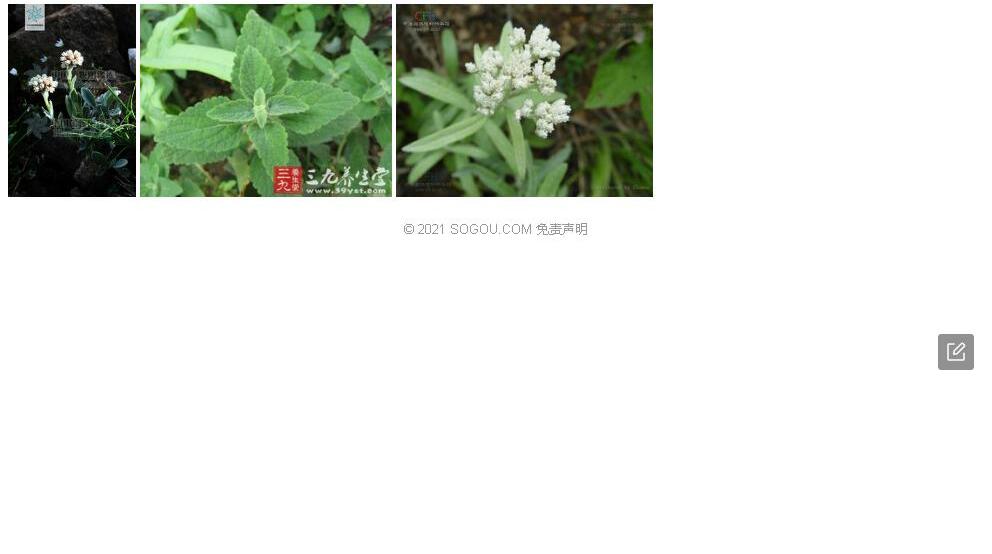 污毛香青照片和图片/