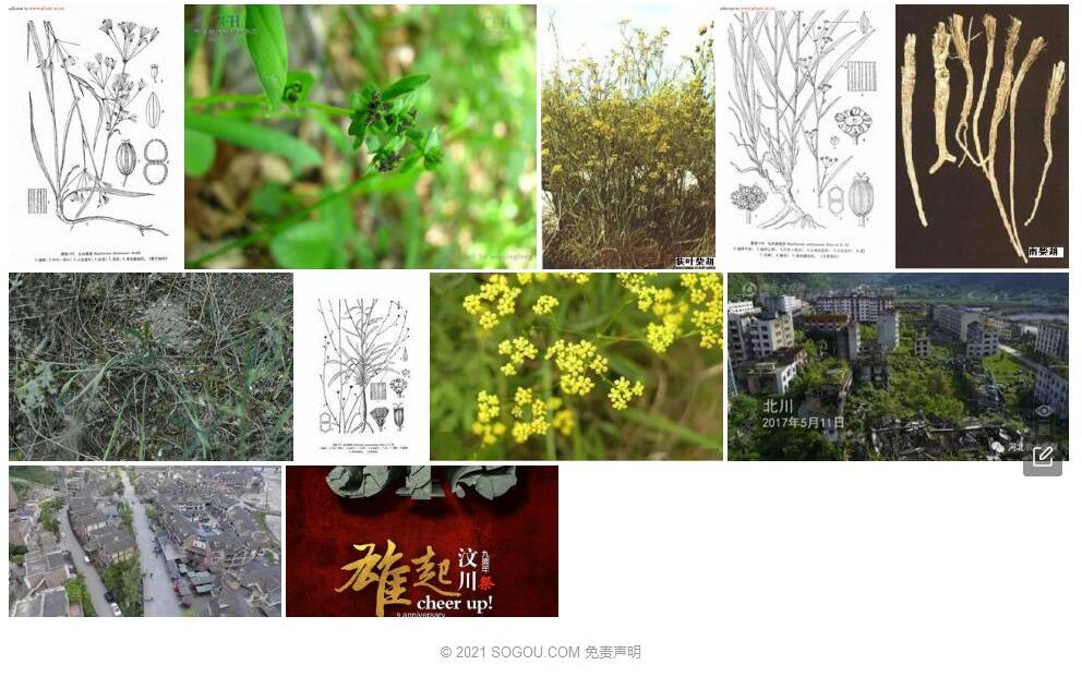 汶川柴胡照片和图片/