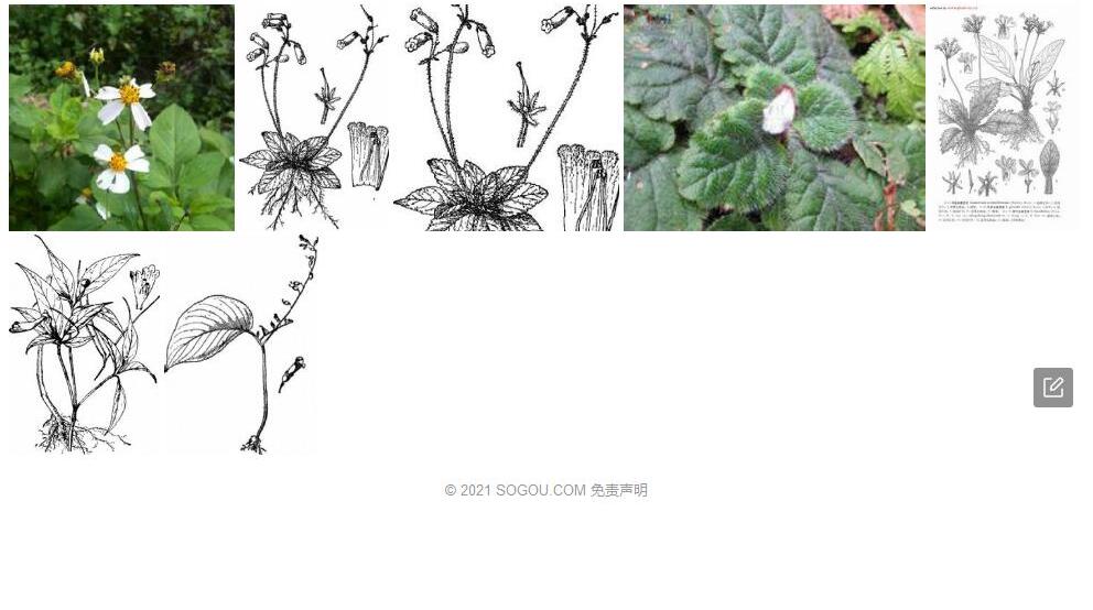汶川金盏苣苔照片和图片/