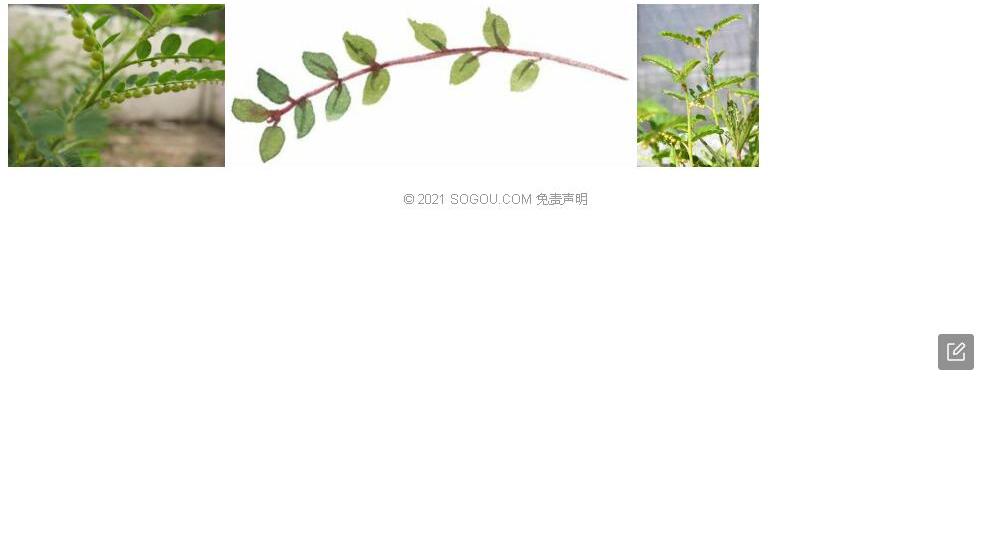 沙地叶下珠照片和图片/