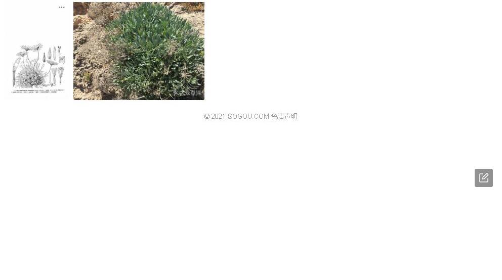 沙生岩菀照片和图片/
