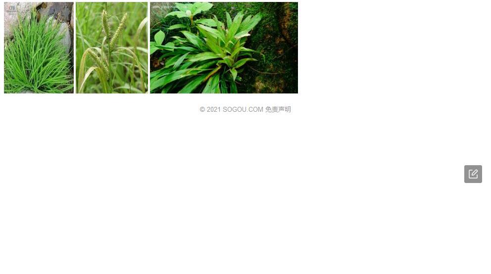 沙生薹草照片和图片/