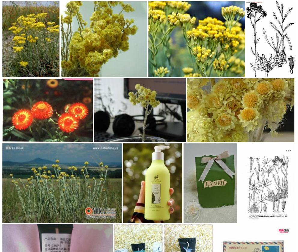 沙生蜡菊照片和图片/