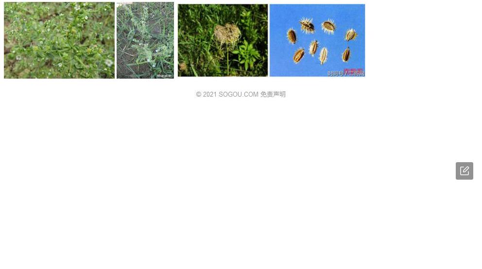 沙生鹤虱照片和图片/