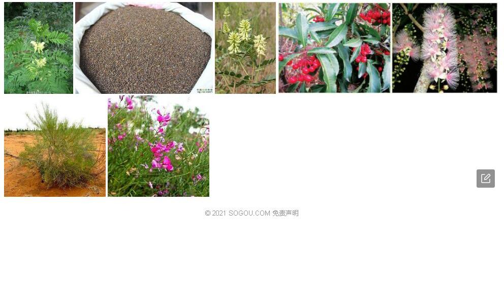 沙生黄耆照片和图片/