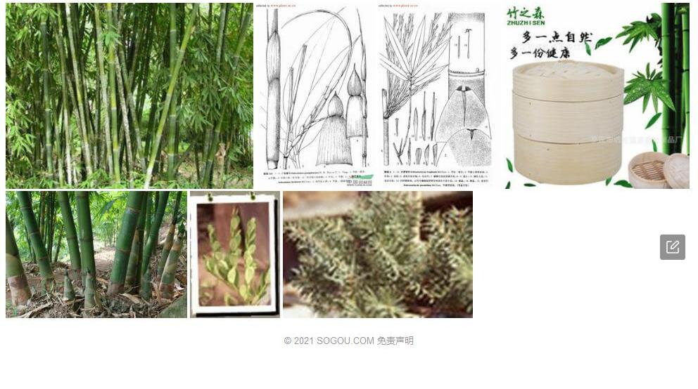 沙罗单竹照片和图片/