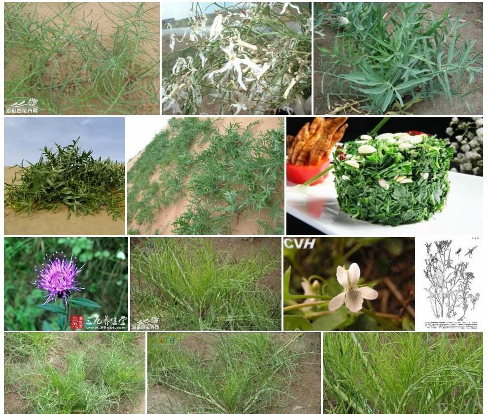沙芥照片和图片/