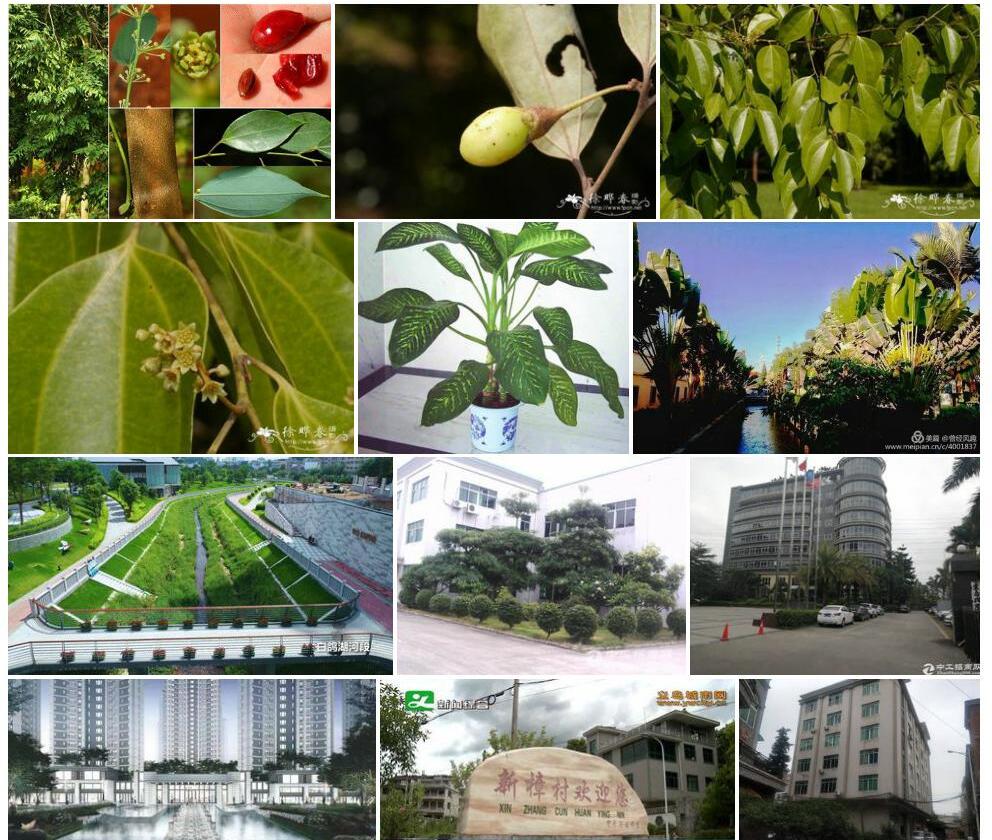 沧江新樟照片和图片/