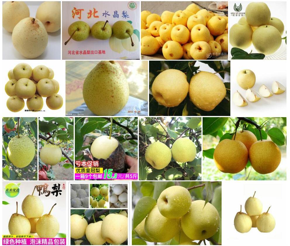 河北梨照片和图片/