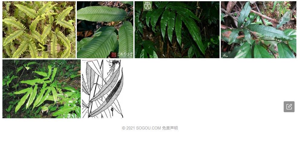 河口新月蕨照片和图片/