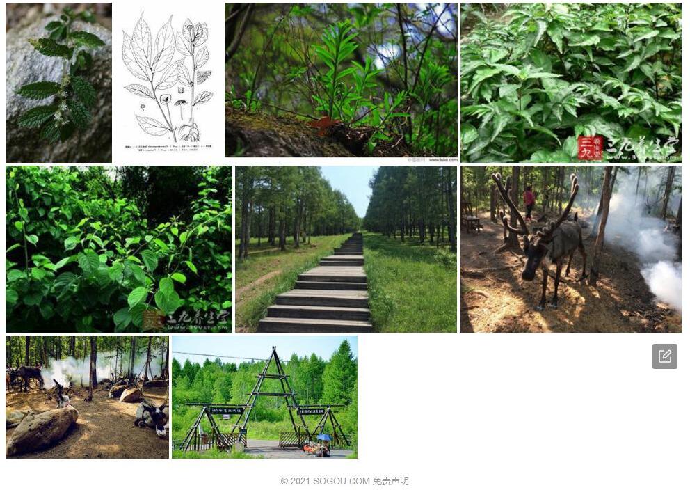河口楼梯草照片和图片/