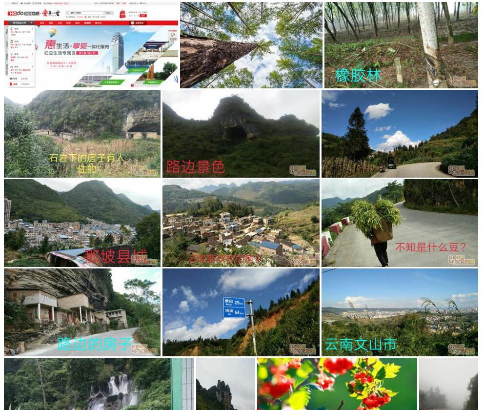 河口红豆照片和图片/