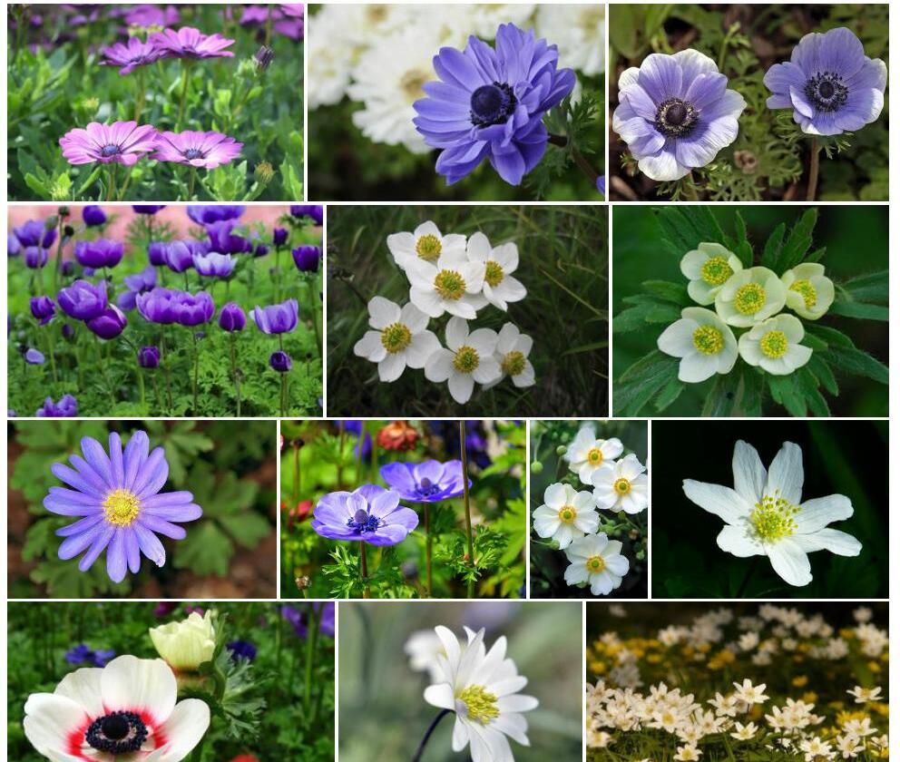 河口银莲花照片和图片/