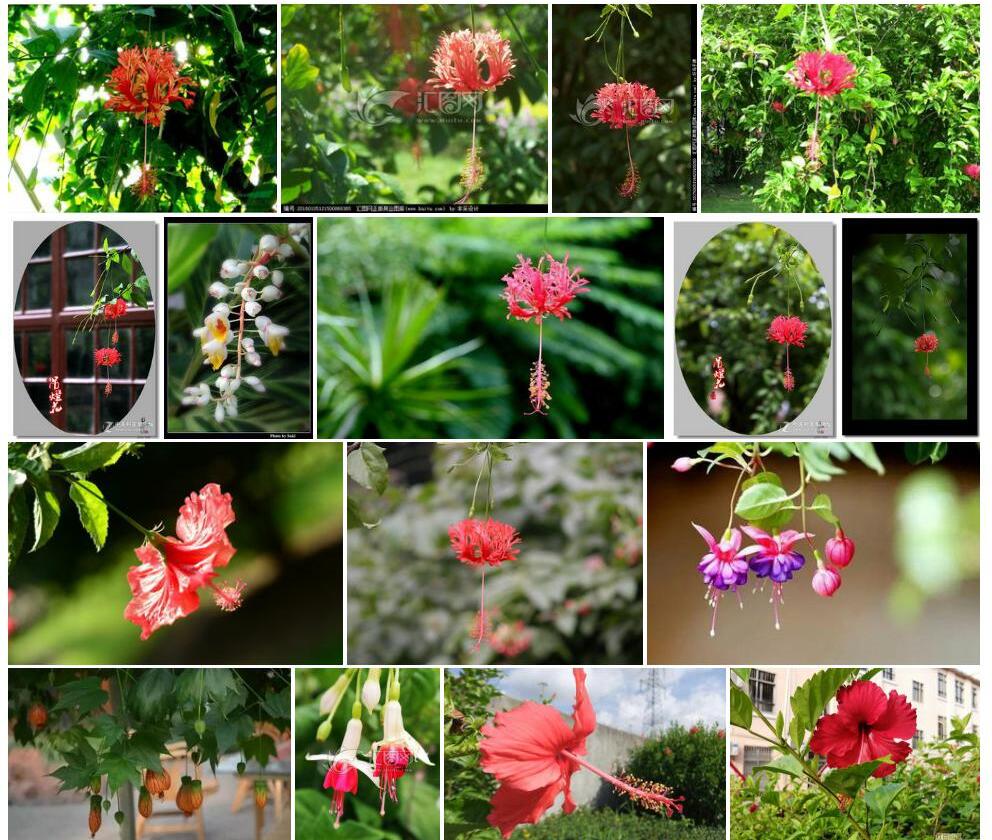 河坝吊灯花照片和图片/
