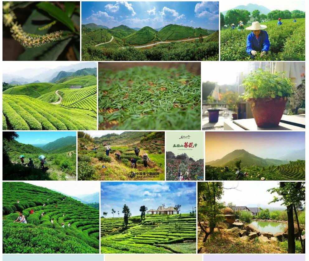 河头山五月茶照片和图片/