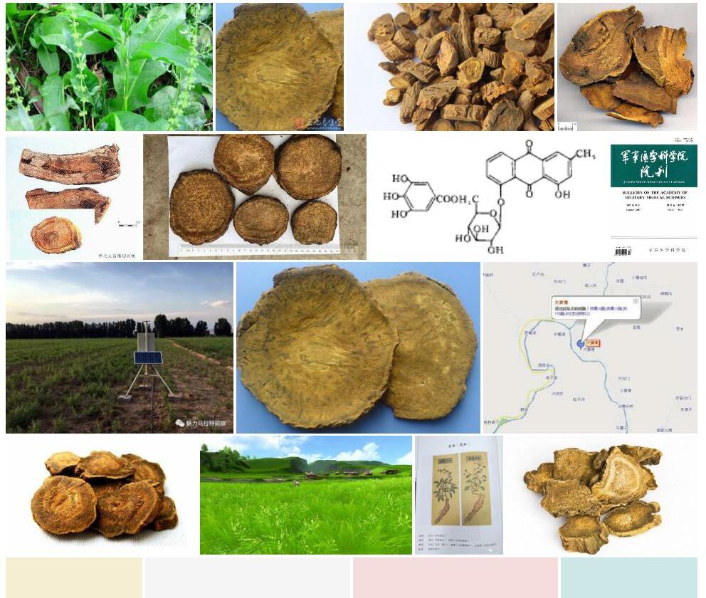 河套大黄照片和图片/