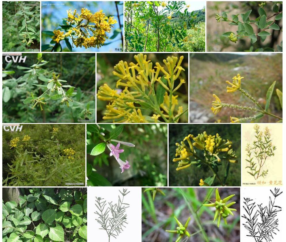 河朔荛花照片和图片/