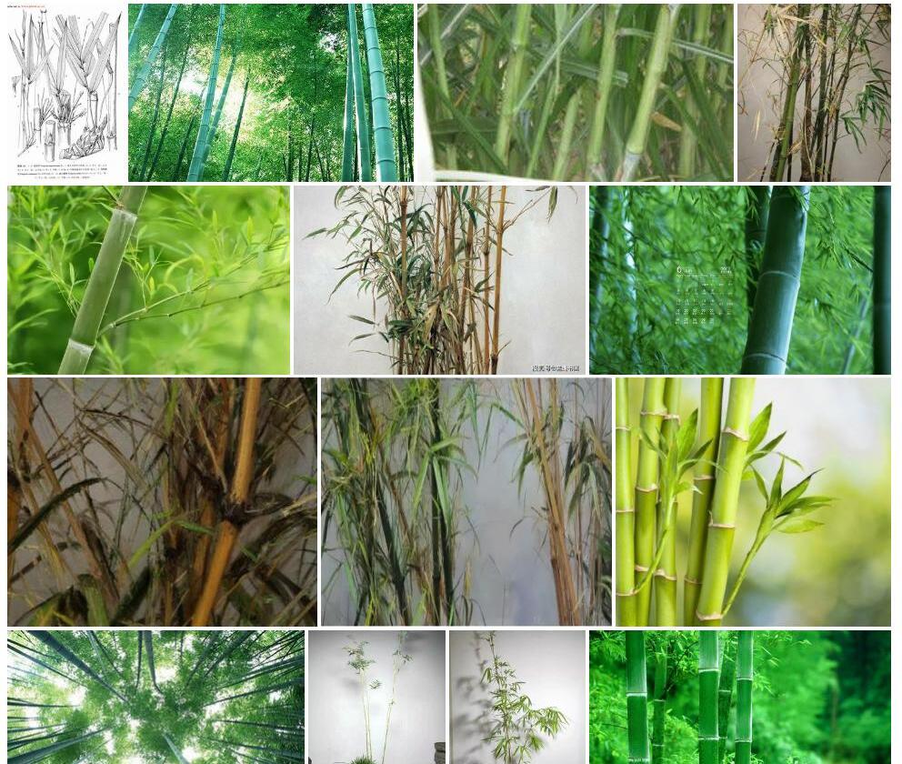 油竹子照片和图片/