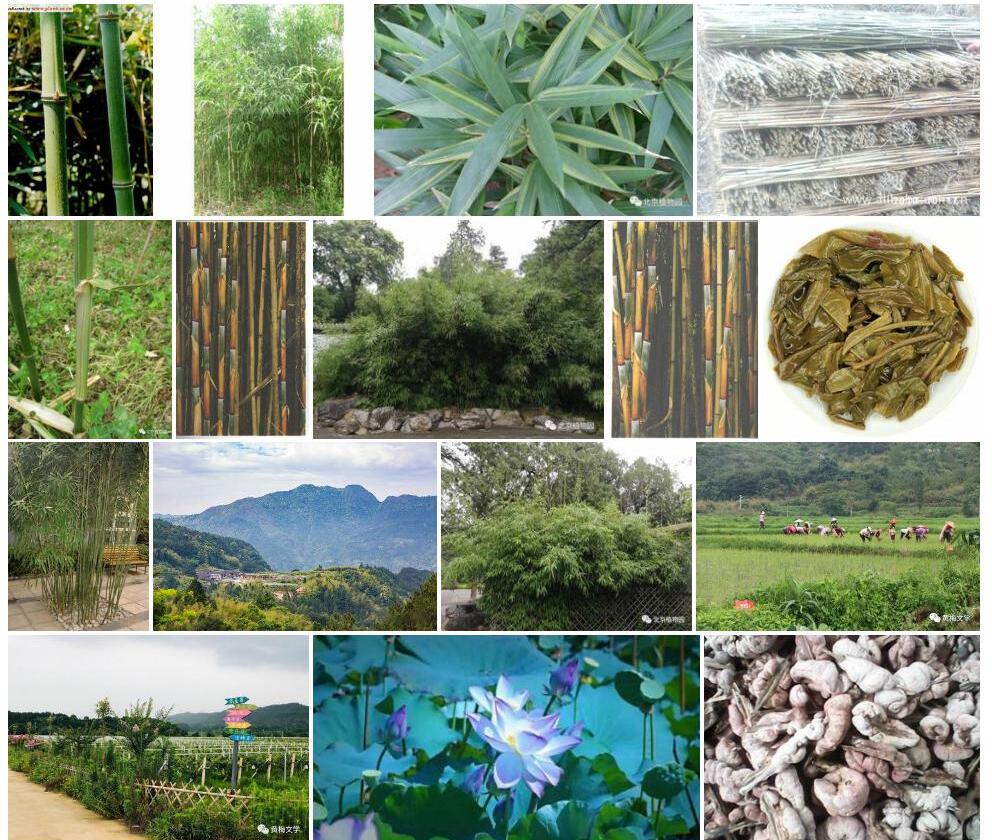 油苦竹照片和图片/