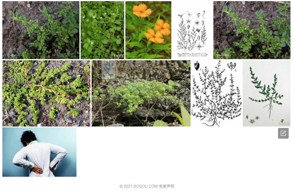 治疝草照片和图片/