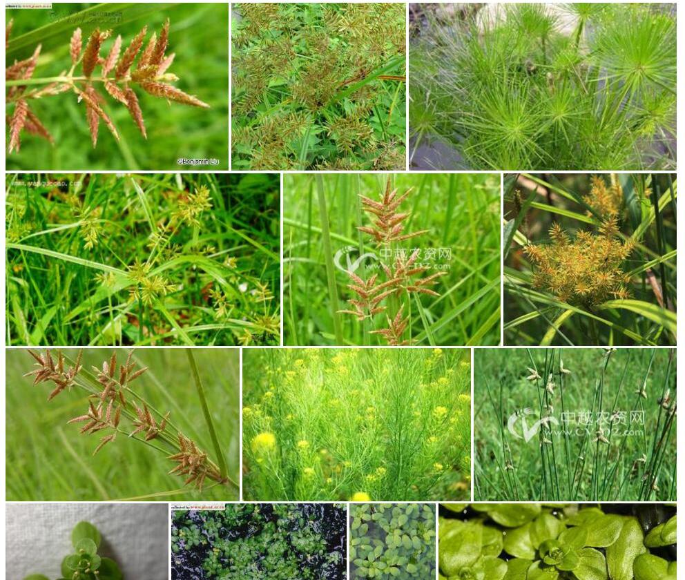 沼生水莎草照片和图片/
