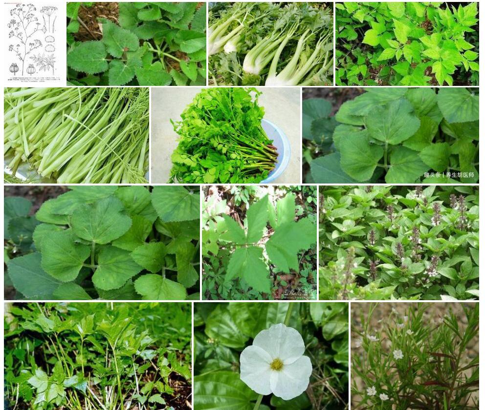 沼生茴芹照片和图片/