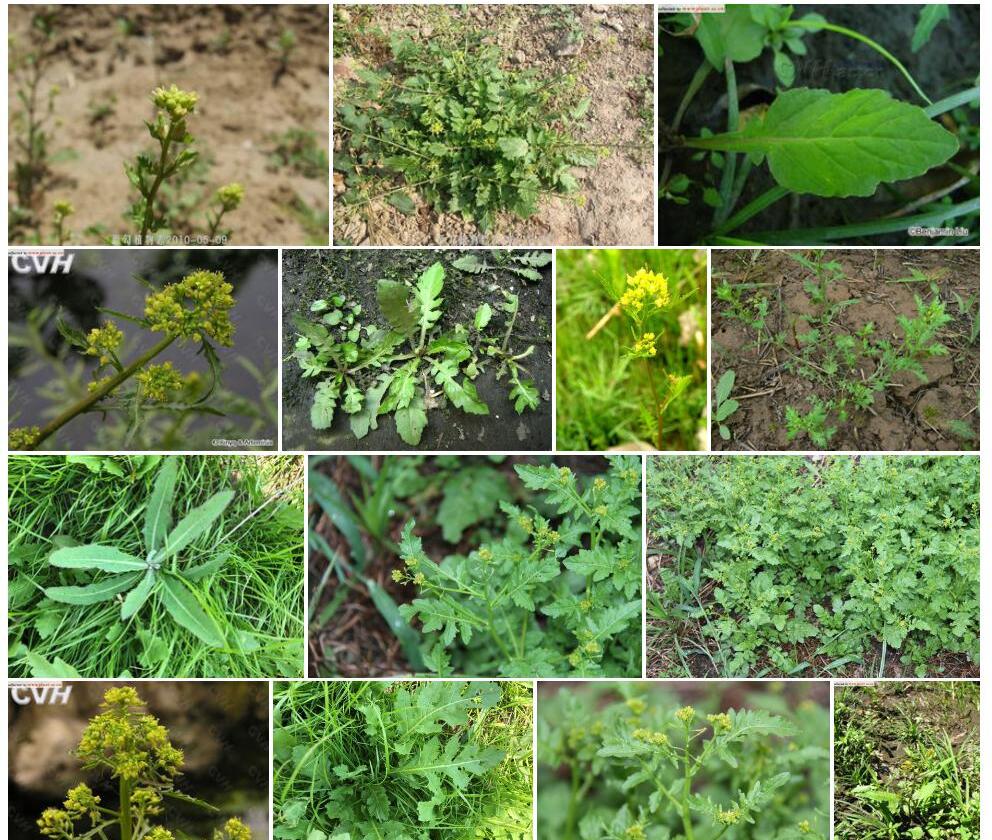 沼生蔊菜照片和图片/