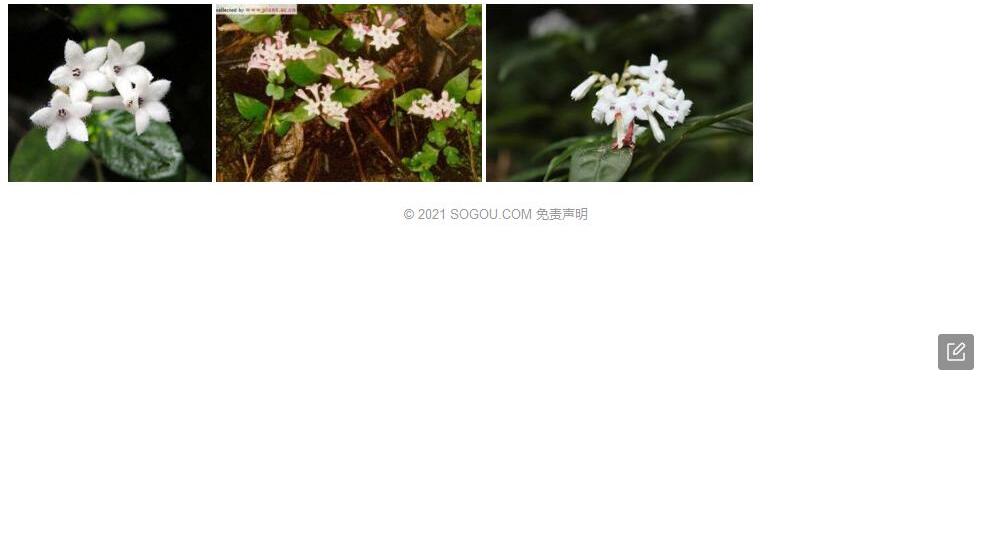 法斗蛇根草照片和图片/