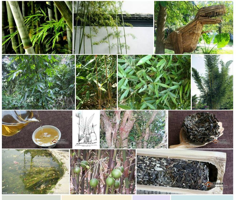 泡竹照片和图片/